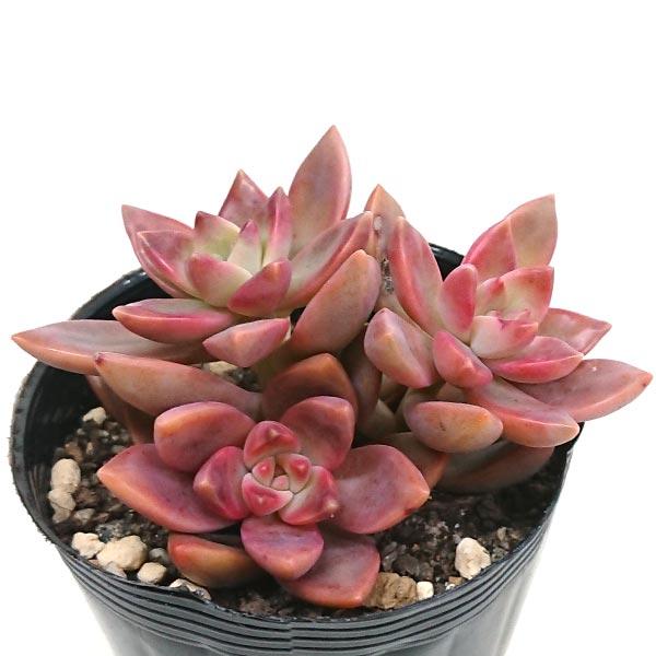 多肉植物 グラプトセダム属 カリフォルニアサンセット カット小苗 1本