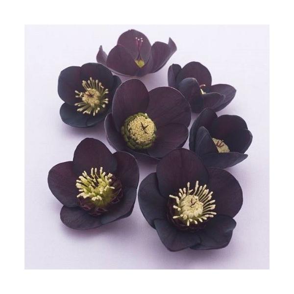 苗 クリスマスローズ ブラック」の人気商品一覧 | 安い商品を通販