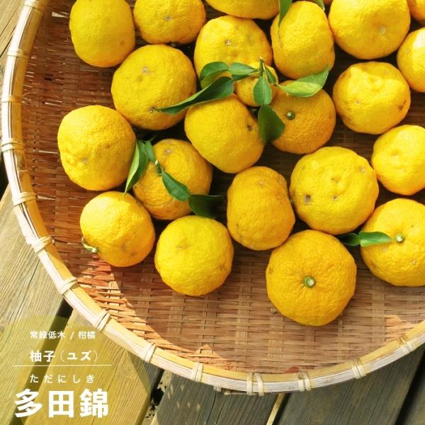 ゆず 種無し 柚子 果樹 苗木 多田錦 ただにしき 1年生 接ぎ木 4.5号