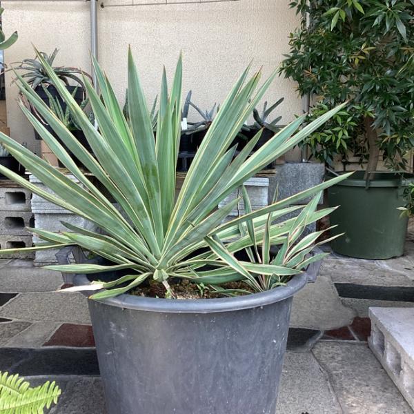 観葉植物 ユッカ グロリオサ バリエガータ 幹上げ48センチ インテリア