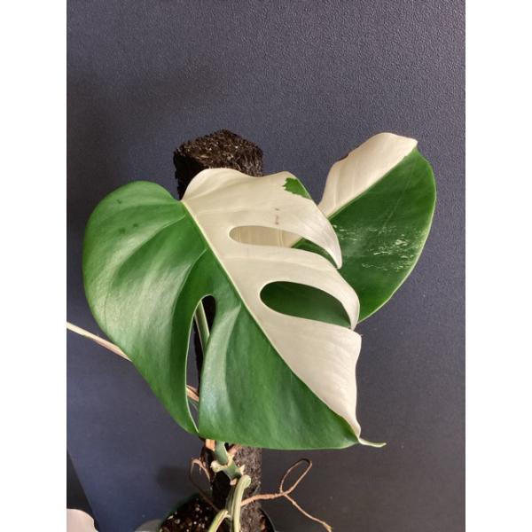 観葉植物 熱帯植物 モンステラ ボルシギアナ ホワイトタイガー ハーフ