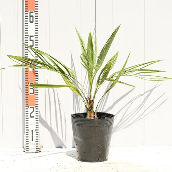 hanahiroba_tn06-668n040-01