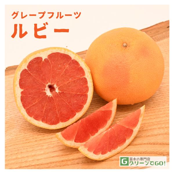 グレープフルーツ 苗木 【ルビー】 3年生 接ぎ木 約1.0m 大苗 : 苗木の