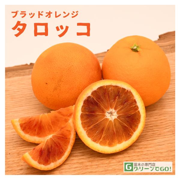 ブラッドオレンジ 苗 【ブラッドオレンジ タロッコ】 3年生 接ぎ木 約