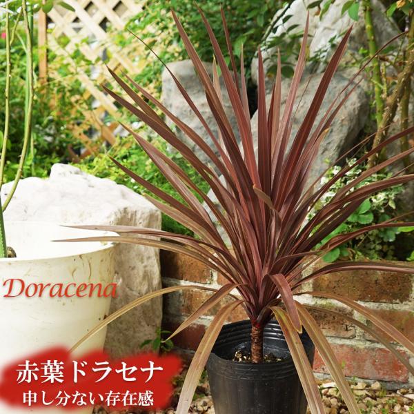 hanahirobaonline_dorasena-akaha02