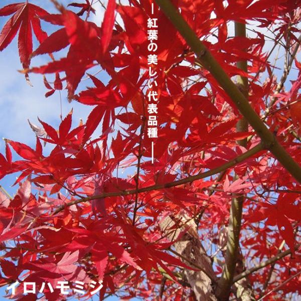 hanahirobaonline_niwaki-kaede-