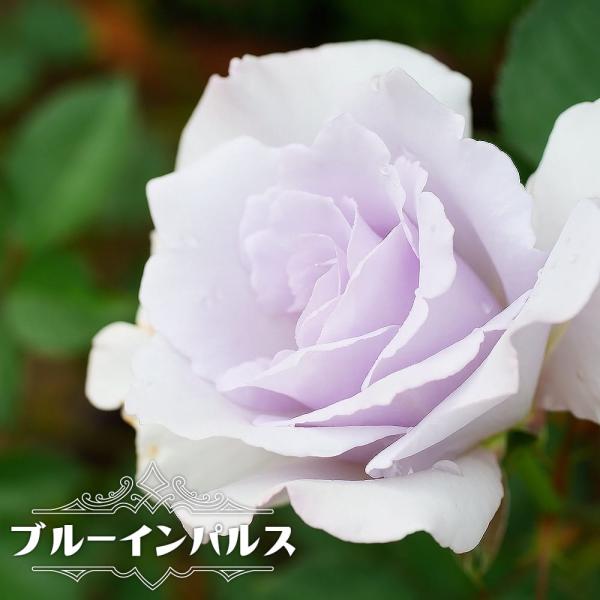 hanahirobaonline_rose-fl-