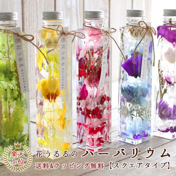 hanaururu_herbarium-kaku