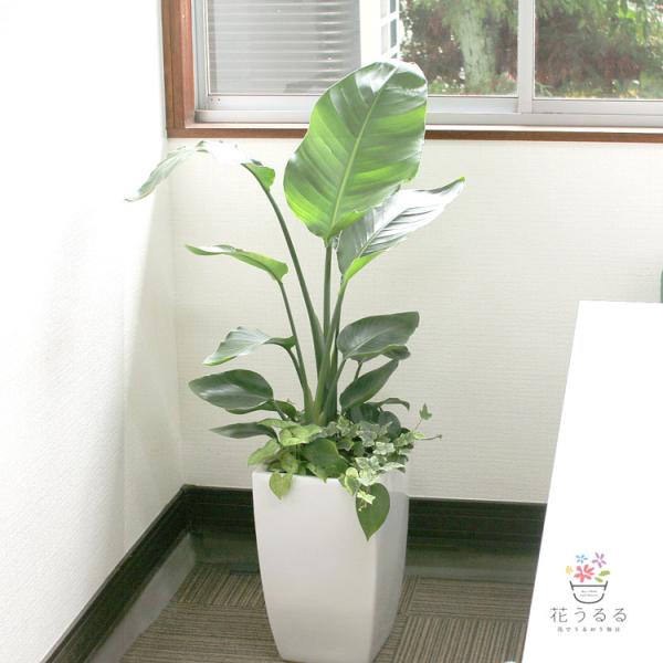 観葉植物 ストレリチア・オーガスタ寄せ植え 角陶器鉢(白) 高さ約1.1m