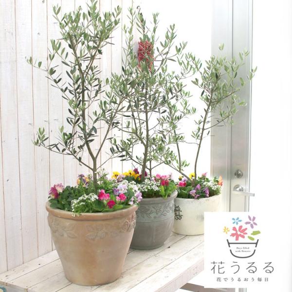 選べる鉢7種類 送料無料 「オリーブの木 〜季節の花を寄せ植え（高さ
