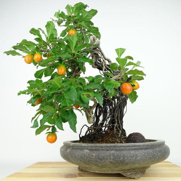 haniwa-bonsai_425-23500-02