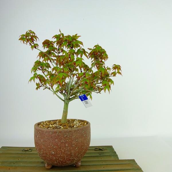 haniwa-bonsai_s-select-zouki021