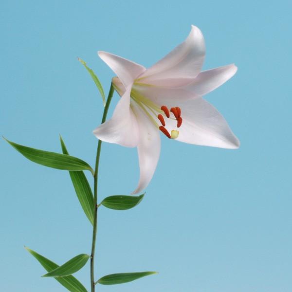 球根 ササユリ」の人気商品一覧 | 安い商品を通販サイトから探す