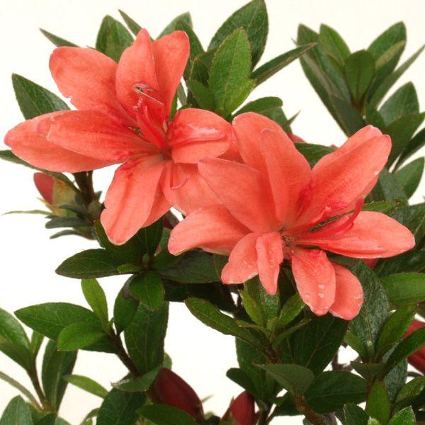 さつき菊姫 山野草 : やまおか碧山苑ヤフー店 - 通販 - Yahoo!ショッピング