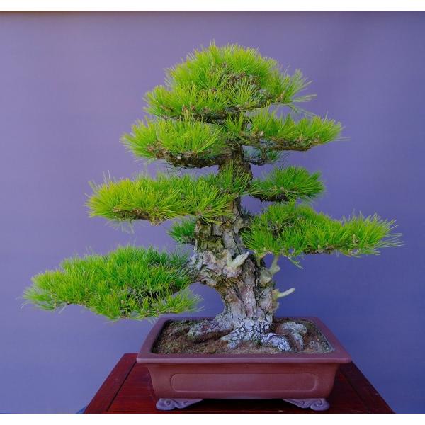 株）一樹園 山採り黒松【山秋鉢】 大品盆栽／樹齢100年 : 一樹園