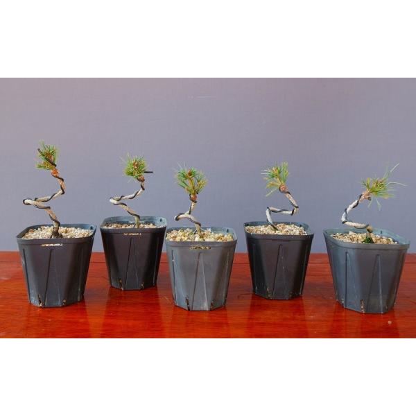 株）一樹園 瑞祥五葉松5本セット 小品盆栽／樹齢2年 : 一樹園 - 通販