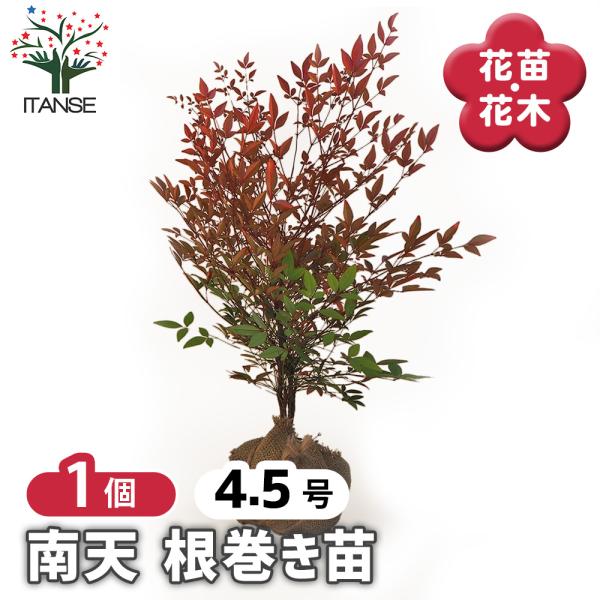 南天 根巻き 花木苗 4.5号ポット/1個売り なんてん ナンテン 厄除け