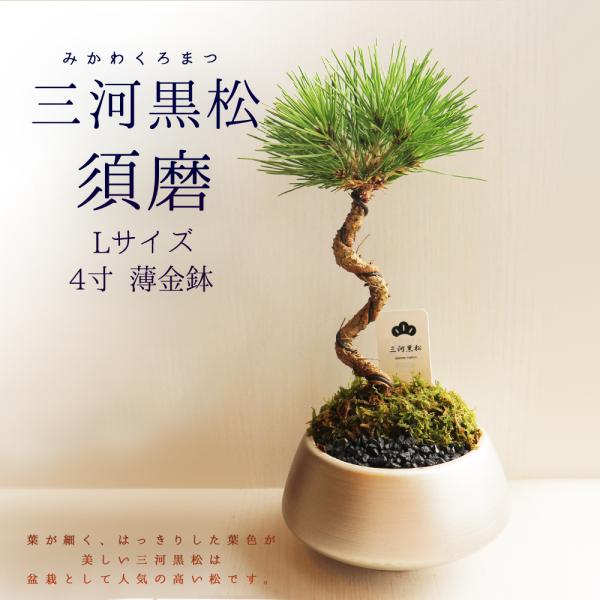 ITANSE 盆栽 三河黒松 須磨L 四寸 1個売り 送料無料 イタンセ公式