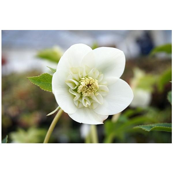 クリスマスローズ・オリエンタリス セミダブル・ホワイト : 大神