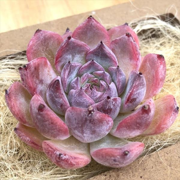 多肉植物 エケベリア キャンティクル 韓国苗 抜き苗 カット苗 約5cm