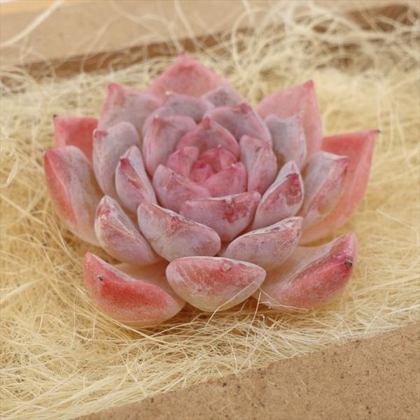 多肉植物 エケベリア スイートハート 韓国苗 抜き苗 カット苗 約3〜4cm