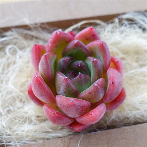 多肉植物 エケベリア ジェイドラウンド 韓国苗 抜き苗 カット苗 約4cm