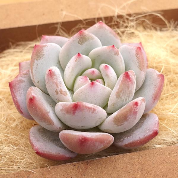 latestplants2019_l240312013