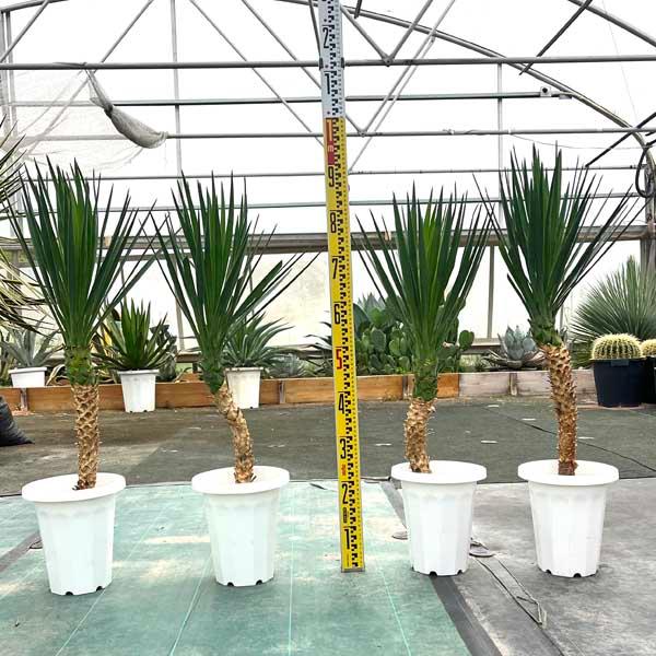 ユッカ アロイフォリア【C】 曲がり 個性的 ドライガーデン