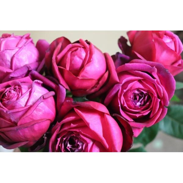 バラ苗 強香 kn29-48 4号 今井清監修 切り花品種接ぎ木（植え