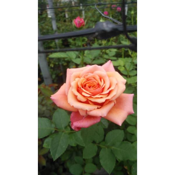 morinouen-store_21baraimaini-