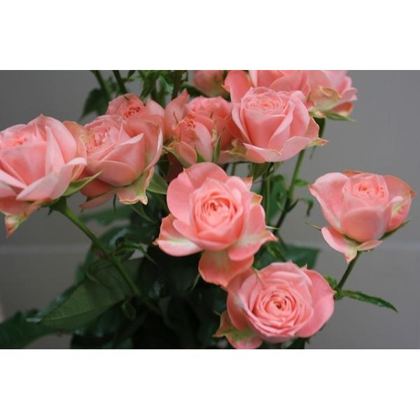 バラ苗 とげなし スプレー咲 オプティ（kn30-153） 今井清作出