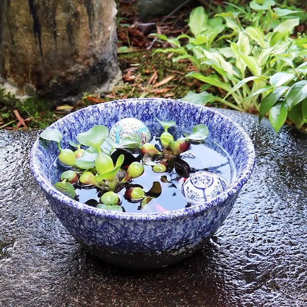 金魚鉢 メダカ鉢 信楽焼 水鉢 すいれん鉢 陶器 鉢 めだか鉢 睡蓮鉢 手