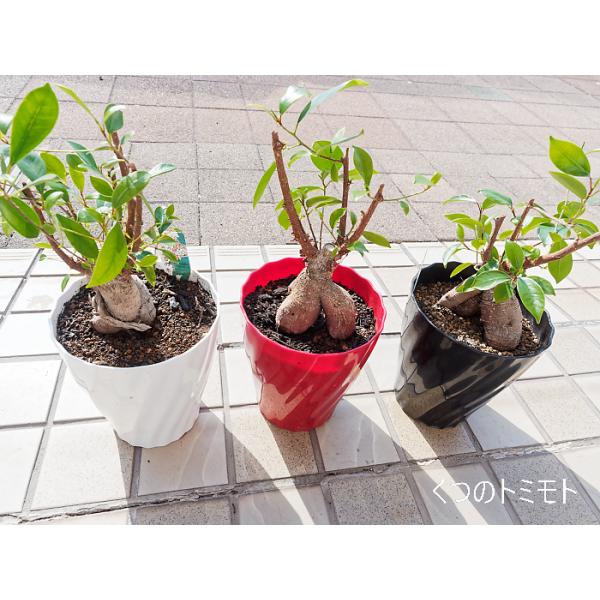 ガジュマル 苗 無農薬 観葉植物 沖縄 土産 : くつのトミモト.com