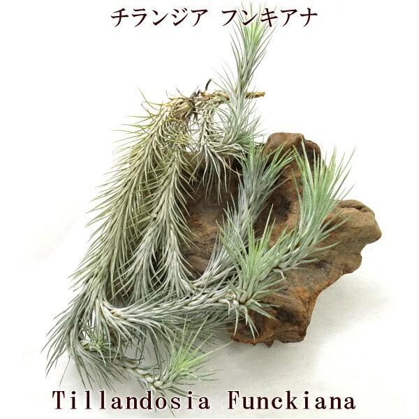 チランジア フンキアナ クランプL 約20cm エアプランツ エアー