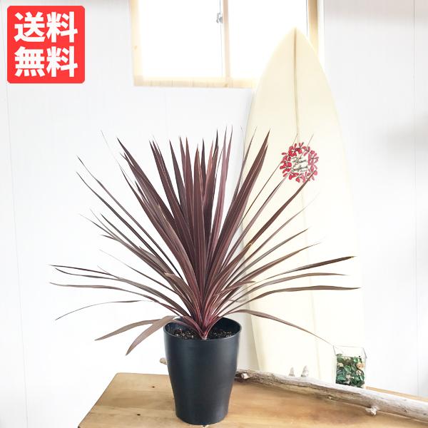 コルジリネ レッドスター ドラセナ 鉢植え 観葉植物 庭 ベランダ