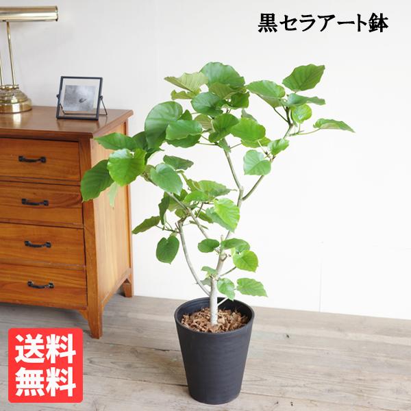 フィカス ウンベラータ 観葉植物 ブラックセラアート鉢 8号 ゴムの木