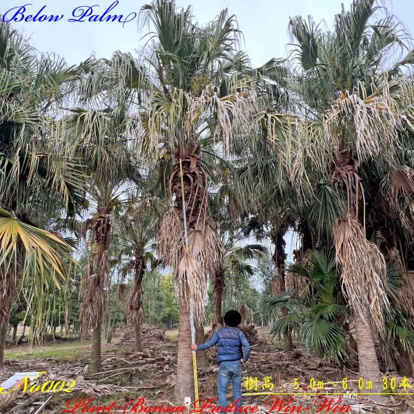 plantbonsaiwinwin_belowpalm002