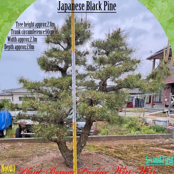 2025年 植木 黒松(クロマツ)の中樹 No3 F-2 : PLANT・BONSAI・Produce