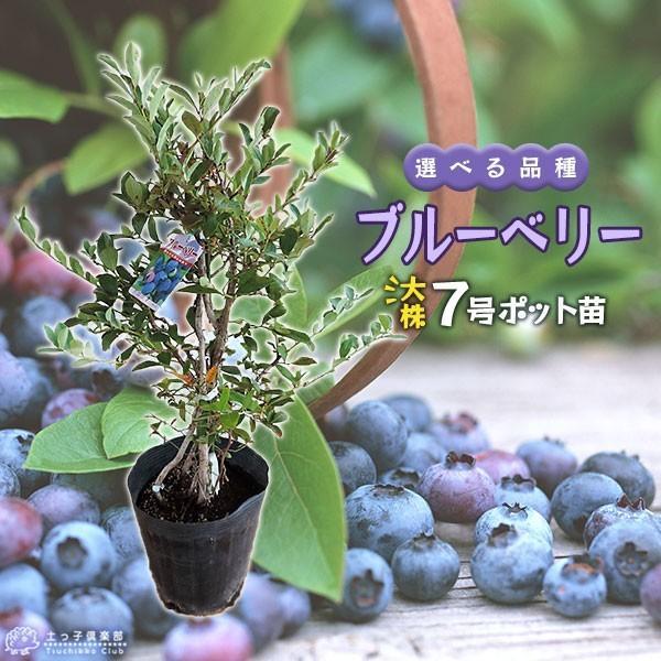 ブルーベリー （ 5年生 ） 7号ポット苗木 大苗 【 選べる品種 】（全20