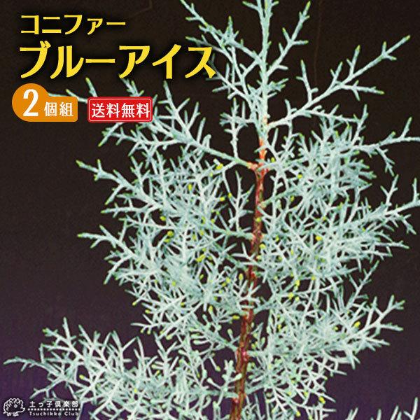 コニファー 『 ブルーアイス 』 2個セット （ 送料無料 ） 12〜15cm