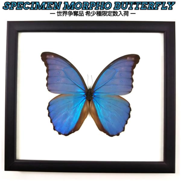 完売入荷待ち】標本パネル 蝶標本 モルフォ蝶didius ロック