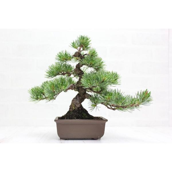 八房銀性五葉松 ごようまつ 盆栽 : 盆栽ショップ わびさび Yahoo!店