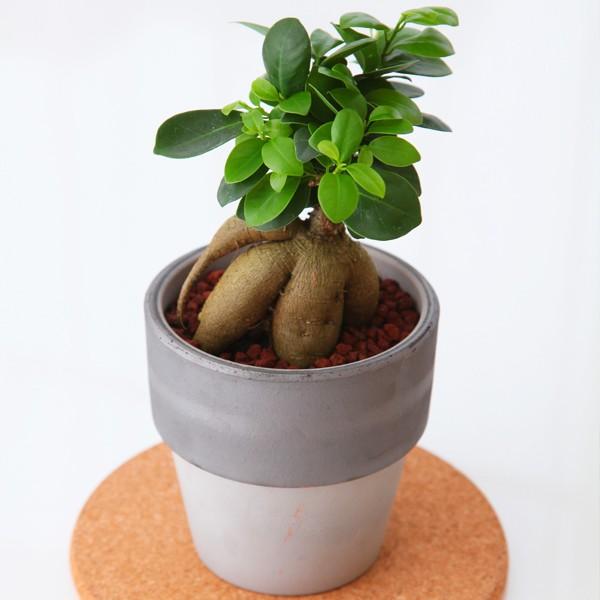 観葉植物 ガジュマル 多幸の木 陶器 鉢植え 常温 お取り寄せ お土産
