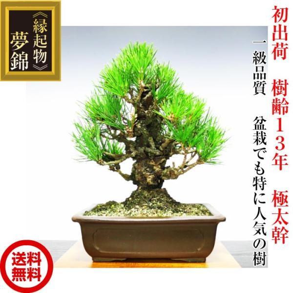 盆栽 松 錦松 樹齢13年 渾身の傑作 極太幹の「夢錦」 : 和心盆栽