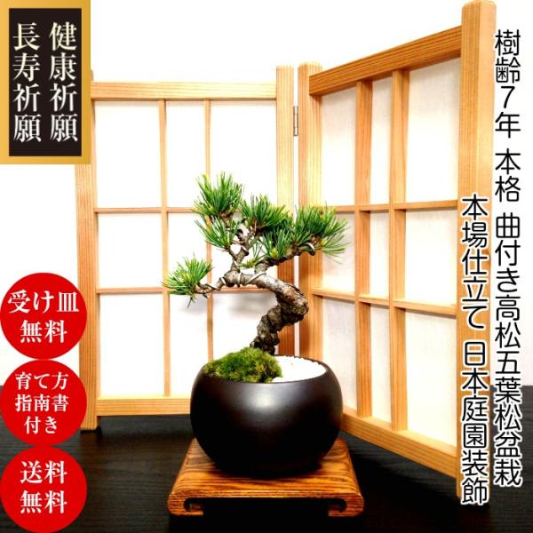 wagokorobonsai_wb0066