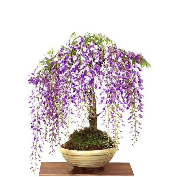 盆栽 藤 ギフト無料 樹齢7年 野田藤 15個前後の蕾 一才藤 高級手作り6