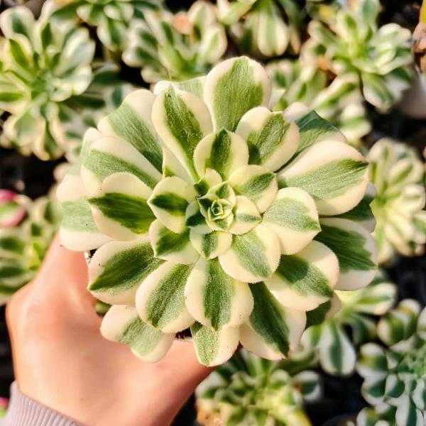 農園直売 多肉植物 アエオニウム属 マイバッハ錦（単） 観葉植物