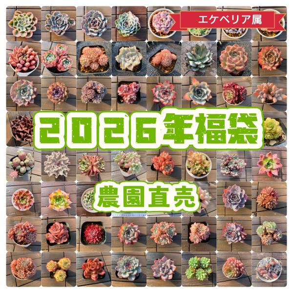 予約販売 送料無料 農園直売 最強福袋 エケベリア属 1万円 2026年 多肉