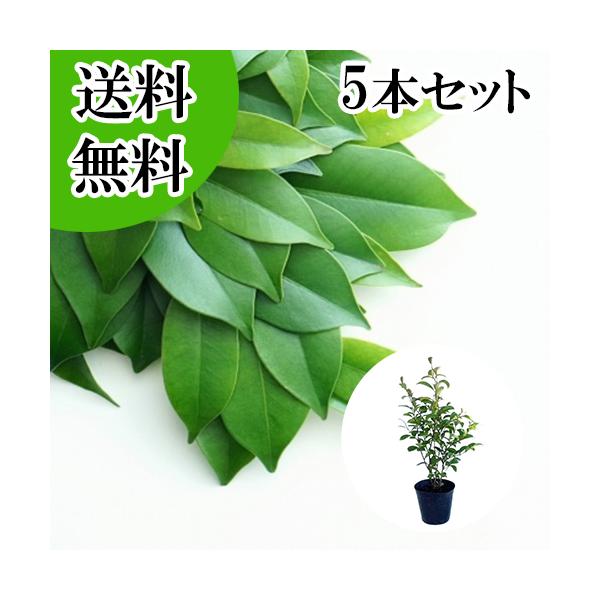 サカキ （ホンサカキ） 本榊 樹高0.6m前後 15cmポット （5本セット