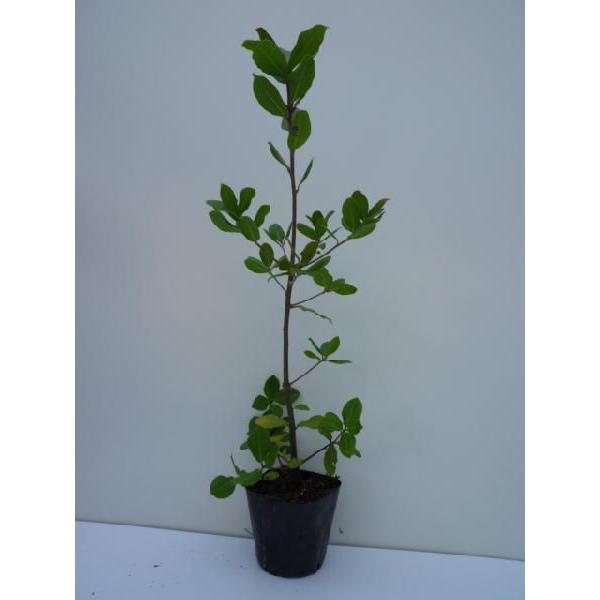 植木 盆栽 ウバメガシ」の人気商品一覧 | 安い商品を通販サイトから